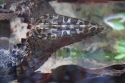 Bestandsnaam=Aquarium_0009.jpg
Bestandsgrootte=184KiB
Afmetingen = 2048x1365
Datum toegevoegd = %15 %255 %2015 Aquarium_0009.jpg