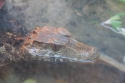 Bestandsnaam=Aquarium_0010.jpg
Bestandsgrootte=150KiB
Afmetingen = 2048x1365
Datum toegevoegd = %15 %255 %2015 Aquarium_0010.jpg