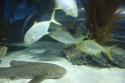 Bestandsnaam=Aquarium_0015.jpg
Bestandsgrootte=173KiB
Afmetingen = 2048x1365
Datum toegevoegd = %15 %256 %2015 Aquarium_0015.jpg