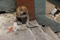 BatuCaves_0086.jpg