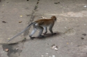 BatuCaves_0145.jpg