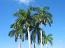 Bestandsnaam=Cuba237.JPG
Bestandsgrootte=729KiB
Afmetingen = 1600x1200
Datum toegevoegd = %03 %173 %2014 Cuba237.JPG
