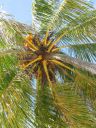Bestandsnaam=Cuba615.jpg
Bestandsgrootte=1167KiB
Afmetingen = 1200x1600
Datum toegevoegd = %03 %237 %2014 Cuba615.jpg