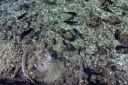 Bestandsnaam=El_Nido_Miniloc_136.jpg
Bestandsgrootte=488KiB
Afmetingen = 2048x1365
Datum toegevoegd = %15 %142 %2014 El_Nido_Miniloc_136.jpg