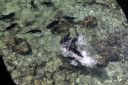 Bestandsnaam=El_Nido_Miniloc_214.jpg
Bestandsgrootte=296KiB
Afmetingen = 2048x1365
Datum toegevoegd = %15 %155 %2014 El_Nido_Miniloc_214.jpg