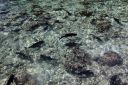 Bestandsnaam=El_Nido_Miniloc_216.jpg
Bestandsgrootte=508KiB
Afmetingen = 2048x1365
Datum toegevoegd = %15 %155 %2014 El_Nido_Miniloc_216.jpg