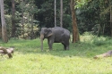 Bestandsnaam=ElephantPark_0015.jpg
Bestandsgrootte=513KiB
Afmetingen = 2048x1365
Datum toegevoegd = %14 %230 %2015 ElephantPark_0015.jpg