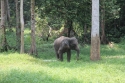 Bestandsnaam=ElephantPark_0016.jpg
Bestandsgrootte=518KiB
Afmetingen = 2048x1365
Datum toegevoegd = %14 %231 %2015 ElephantPark_0016.jpg