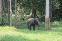 ElephantPark_0016.jpg