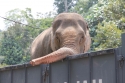 ElephantPark_0019.jpg