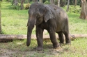 Bestandsnaam=ElephantPark_0030.jpg
Bestandsgrootte=472KiB
Afmetingen = 2048x1365
Datum toegevoegd = %14 %232 %2015 ElephantPark_0030.jpg