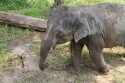 Bestandsnaam=ElephantPark_0032.jpg
Bestandsgrootte=546KiB
Afmetingen = 2048x1365
Datum toegevoegd = %14 %232 %2015 ElephantPark_0032.jpg