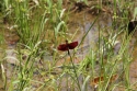 Bestandsnaam=ElephantPark_0034.jpg
Bestandsgrootte=253KiB
Afmetingen = 2048x1365
Datum toegevoegd = %14 %232 %2015 ElephantPark_0034.jpg