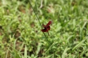Bestandsnaam=ElephantPark_0035.jpg
Bestandsgrootte=180KiB
Afmetingen = 2048x1365
Datum toegevoegd = %14 %232 %2015 ElephantPark_0035.jpg