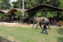 Bestandsnaam=ElephantPark_0040.jpg
Bestandsgrootte=577KiB
Afmetingen = 2048x1365
Datum toegevoegd = %14 %233 %2015 ElephantPark_0040.jpg