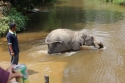 Bestandsnaam=ElephantPark_0041.jpg
Bestandsgrootte=324KiB
Afmetingen = 2048x1365
Datum toegevoegd = %14 %233 %2015 ElephantPark_0041.jpg
