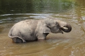 Bestandsnaam=ElephantPark_0042.jpg
Bestandsgrootte=314KiB
Afmetingen = 2048x1365
Datum toegevoegd = %14 %233 %2015 ElephantPark_0042.jpg