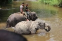 Bestandsnaam=ElephantPark_0044.jpg
Bestandsgrootte=334KiB
Afmetingen = 2048x1365
Datum toegevoegd = %14 %233 %2015 ElephantPark_0044.jpg