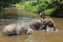 Bestandsnaam=ElephantPark_0045.jpg
Bestandsgrootte=389KiB
Afmetingen = 2048x1365
Datum toegevoegd = %14 %233 %2015 ElephantPark_0045.jpg