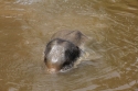 Bestandsnaam=ElephantPark_0047.jpg
Bestandsgrootte=275KiB
Afmetingen = 2048x1365
Datum toegevoegd = %14 %233 %2015 ElephantPark_0047.jpg