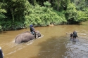 Bestandsnaam=ElephantPark_0050.jpg
Bestandsgrootte=516KiB
Afmetingen = 2048x1365
Datum toegevoegd = %14 %233 %2015 ElephantPark_0050.jpg