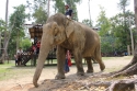 ElephantPark_0057.jpg