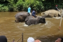 ElephantPark_0061.jpg