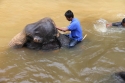 Bestandsnaam=ElephantPark_0065.jpg
Bestandsgrootte=205KiB
Afmetingen = 2048x1365
Datum toegevoegd = %14 %234 %2015 ElephantPark_0065.jpg