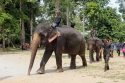 Bestandsnaam=ElephantPark_0068.jpg
Bestandsgrootte=487KiB
Afmetingen = 2048x1365
Datum toegevoegd = %14 %234 %2015 ElephantPark_0068.jpg
