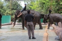 Bestandsnaam=ElephantPark_0069.jpg
Bestandsgrootte=320KiB
Afmetingen = 2048x1365
Datum toegevoegd = %14 %234 %2015 ElephantPark_0069.jpg