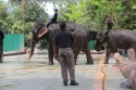 ElephantPark_0069.jpg