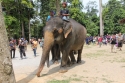 Bestandsnaam=ElephantPark_0070.jpg
Bestandsgrootte=455KiB
Afmetingen = 2048x1365
Datum toegevoegd = %14 %235 %2015 ElephantPark_0070.jpg