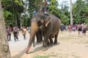 ElephantPark_0070.jpg