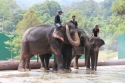 Bestandsnaam=ElephantPark_0071.jpg
Bestandsgrootte=299KiB
Afmetingen = 2048x1365
Datum toegevoegd = %14 %235 %2015 ElephantPark_0071.jpg