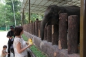 Bestandsnaam=ElephantPark_0072.jpg
Bestandsgrootte=352KiB
Afmetingen = 2048x1365
Datum toegevoegd = %14 %235 %2015 ElephantPark_0072.jpg