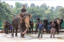 Bestandsnaam=ElephantPark_0081.jpg
Bestandsgrootte=344KiB
Afmetingen = 2048x1365
Datum toegevoegd = %14 %235 %2015 ElephantPark_0081.jpg