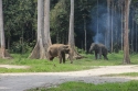 Elephants_0004.jpg