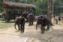 Bestandsnaam=Elephants_0012.jpg
Bestandsgrootte=441KiB
Afmetingen = 2048x1365
Datum toegevoegd = %15 %241 %2015 Elephants_0012.jpg