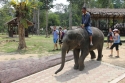 Elephants_0014.jpg