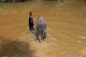 Elephants_0015.jpg