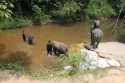 Elephants_0016.jpg