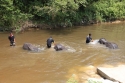 Elephants_0018.jpg