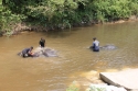 Bestandsnaam=Elephants_0019.jpg
Bestandsgrootte=353KiB
Afmetingen = 2048x1365
Datum toegevoegd = %15 %242 %2015 Elephants_0019.jpg