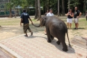 Elephants_0025.jpg