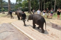 Bestandsnaam=Elephants_0026.jpg
Bestandsgrootte=369KiB
Afmetingen = 2048x1365
Datum toegevoegd = %15 %242 %2015 Elephants_0026.jpg