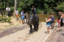 Elephants_0027.jpg