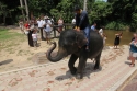 Elephants_0028.jpg