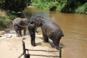 Elephants_0031.jpg