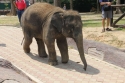 Bestandsnaam=Elephants_0032.jpg
Bestandsgrootte=307KiB
Afmetingen = 2048x1365
Datum toegevoegd = %15 %242 %2015 Elephants_0032.jpg