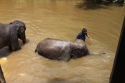 Elephants_0033.jpg